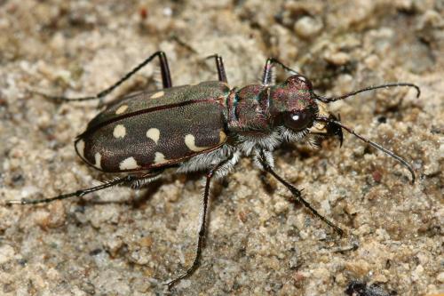 Réf. 305 717 : Calomera littoralis nemoralis